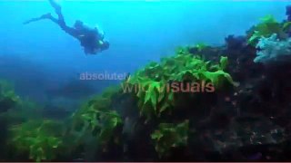 GoPro: Man Fights Off Great White Shark In Sydney Harbour