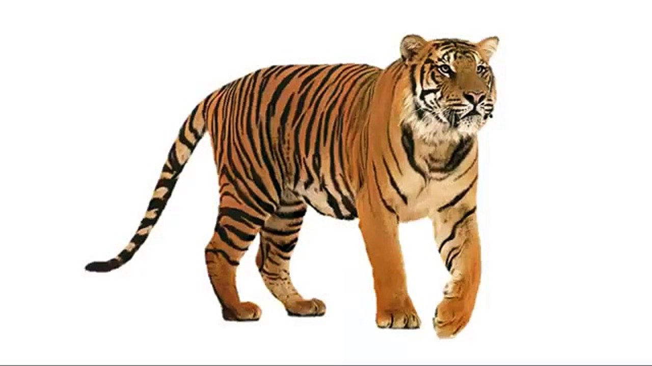 Animales Salvajes Para Niños    Con Sonidos + Palabras 1 7 años BITs Lectura1