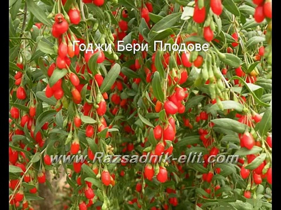 Годжи Бери Goji Berry посадъчен материал разсад фиданки отглеждане резитба засаждане размножаване