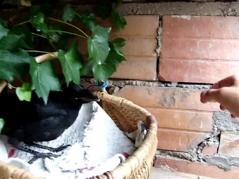 Bébé corneille noire Corvus corone - Carrion Crow