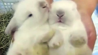 Кролики зевает!Прикольно!( Rabbits! Yawns!That's cool!)=)