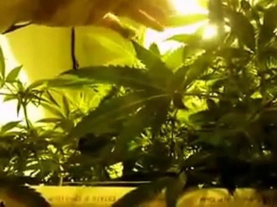 Monster Cropping Cannabis