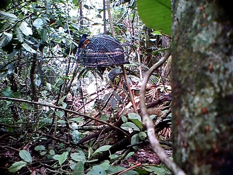 pikat murai batu one(Kmn Trg)
