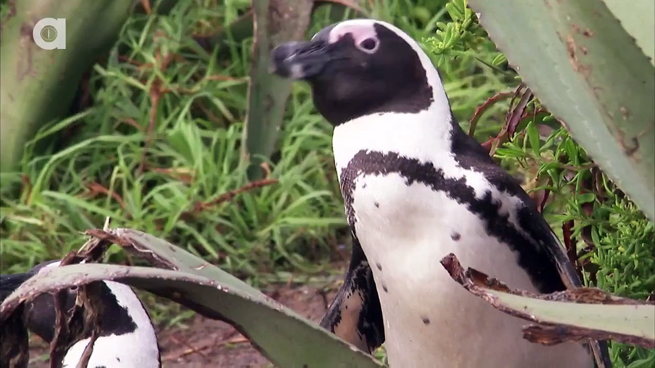 This Penguin is The Perfect Mate