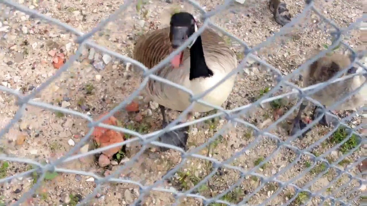 Nasty hissing goose
