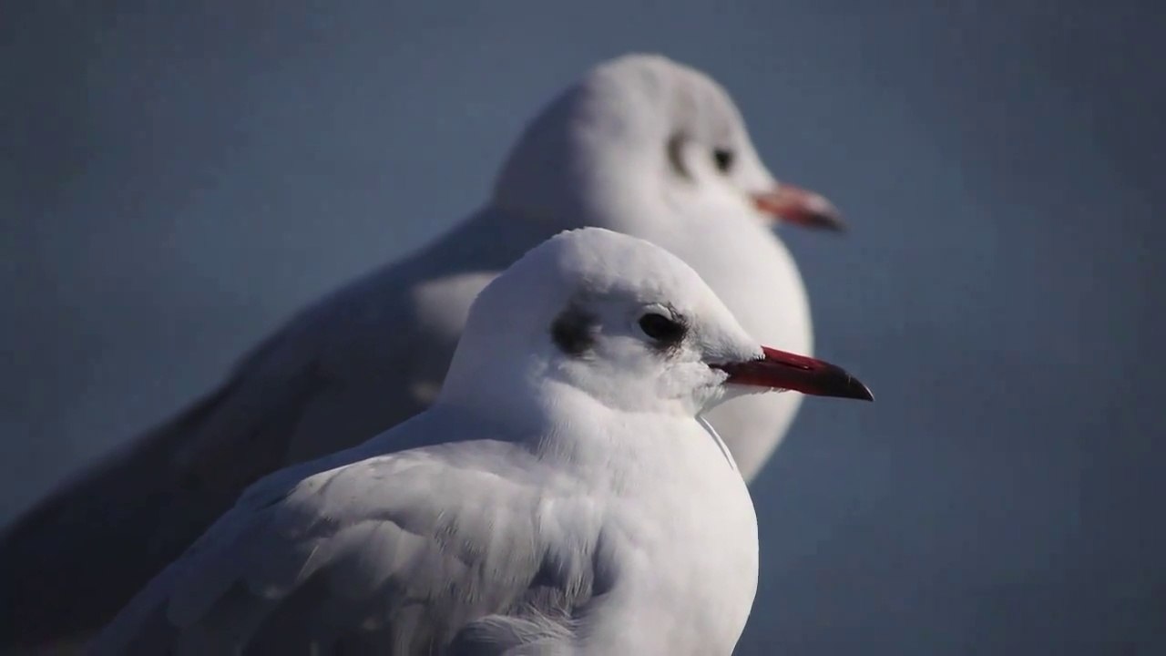 ユリカモメ（Larus ridibundus＝Black headed Gull）GH２＋Panasonic LUMIX G VARIO 100 300mm 1