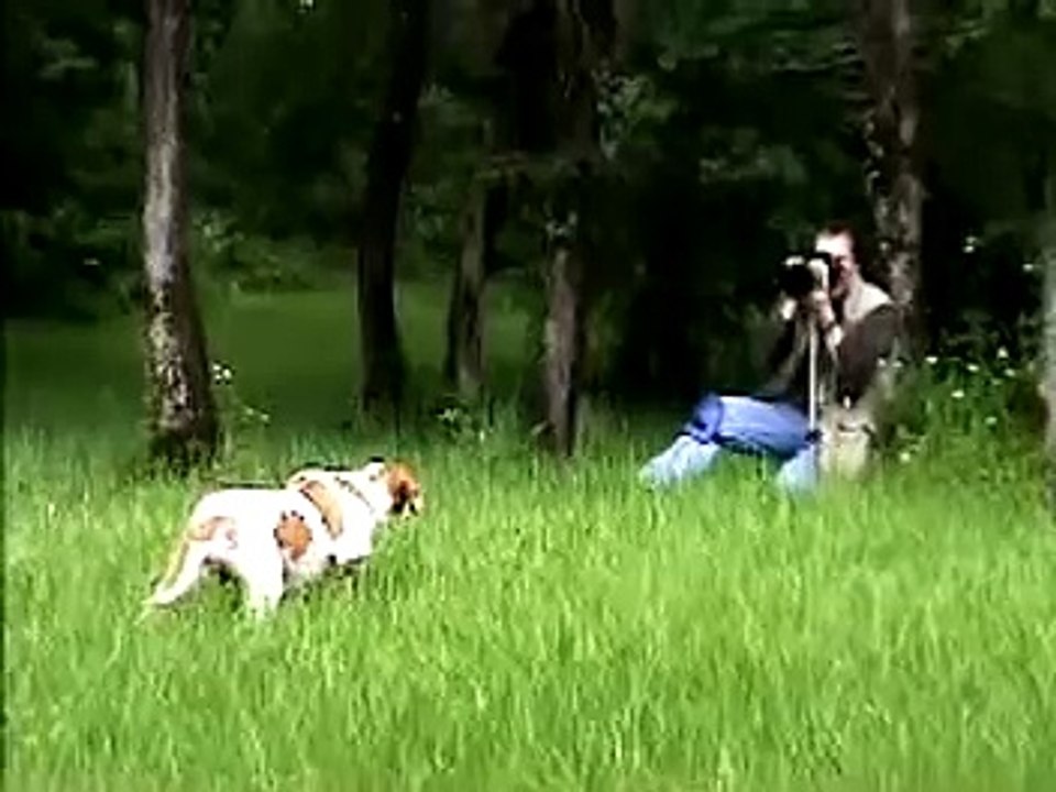 Braque Saint Germain Photo Shoot