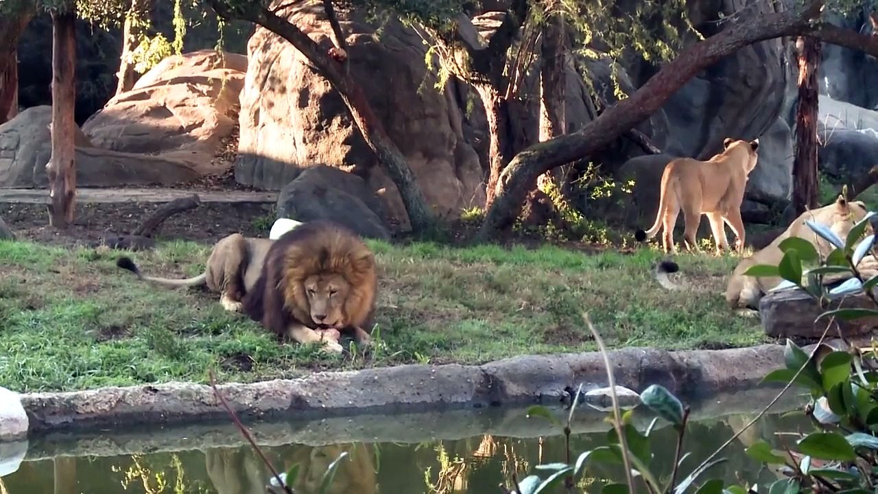 Lion Enrichment: Bones and Popsicles....Yum