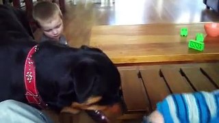 Rottweiler Ramzes the best friend of children