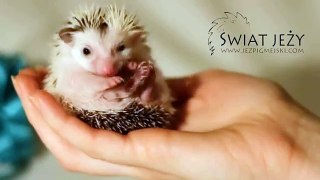 Jeż Pigmejski oswajanie z ręką | Świat Jeży Warszawa | Hedgehog