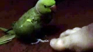 WillyBird Loves Toes