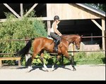 ** SOLD USA ** 6yrs. KWPN Hunter Prospect by Orame