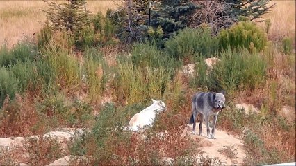 The Wild Animal Sanctuary