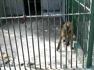 Chained up Monkey