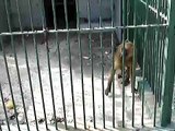 Chained up Monkey