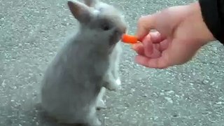 Baby Bunny Eats Carrot Stick