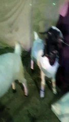 Bakra Jori Sold out in 80k Jinnah Cattle Farm 2015