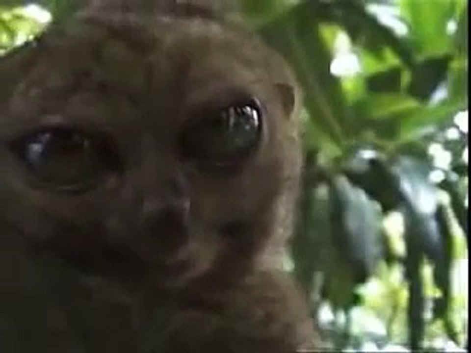 Uwaga śmieszne! Lemur wytrzeszcz!