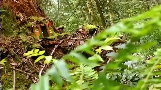 Gnome Doors Found in Nanaimo - Is Anybody home? Shaw TV (CVI)