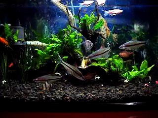 "REDLINE TORPEDO BARBS" ( Puntius Denisonii )