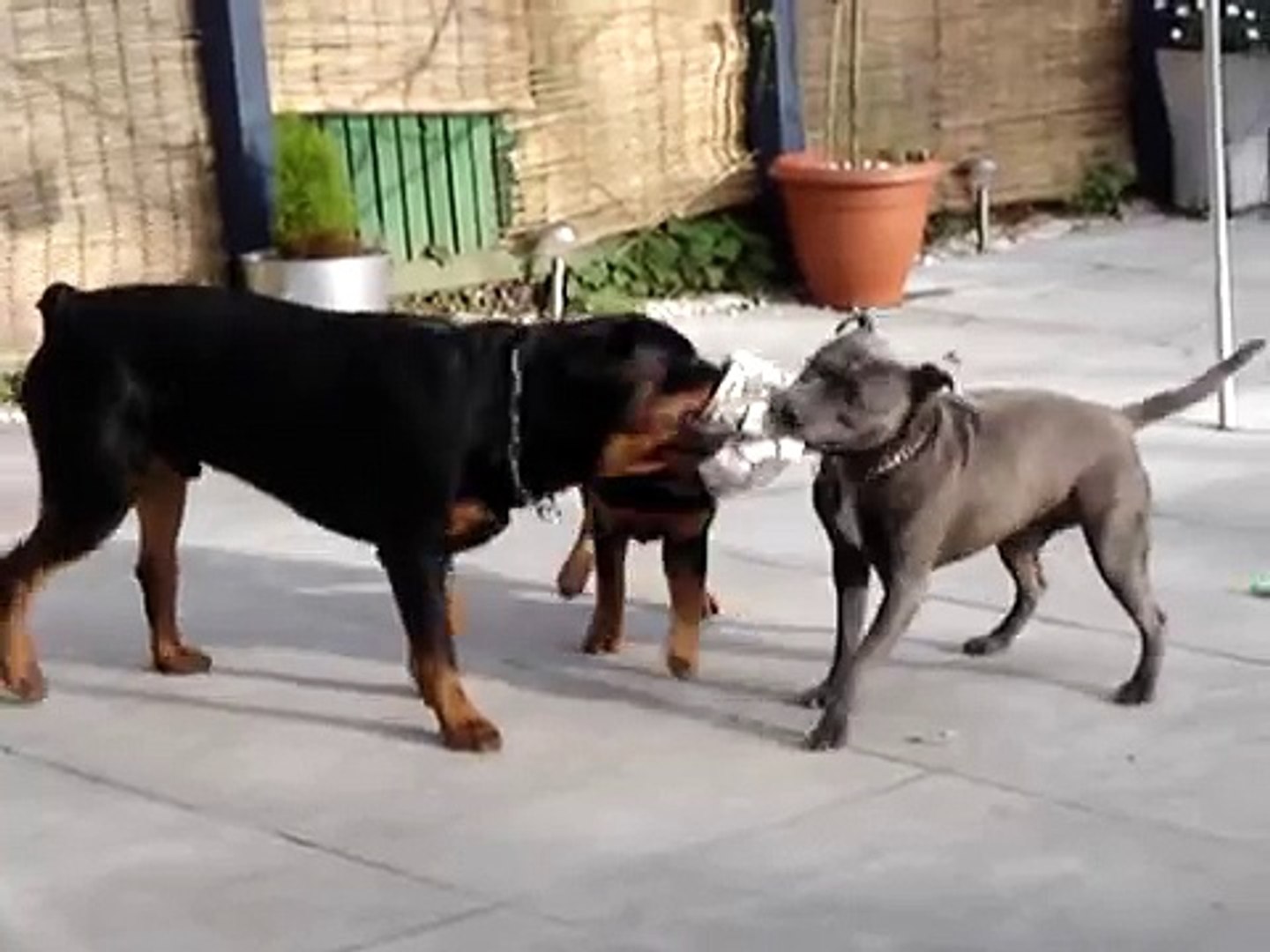 amstaff vs rottweiler