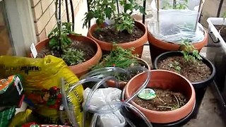Growing vegetables on your balcony - Part 1