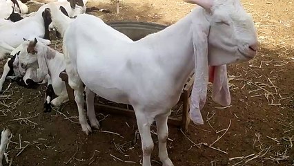 Big Gulabi Tapray Bakray Qurbani 2015