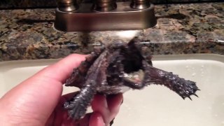 Alligator Snapping Turtle and tank update