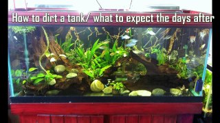 How to dirt a tank and what to expect in the days after
