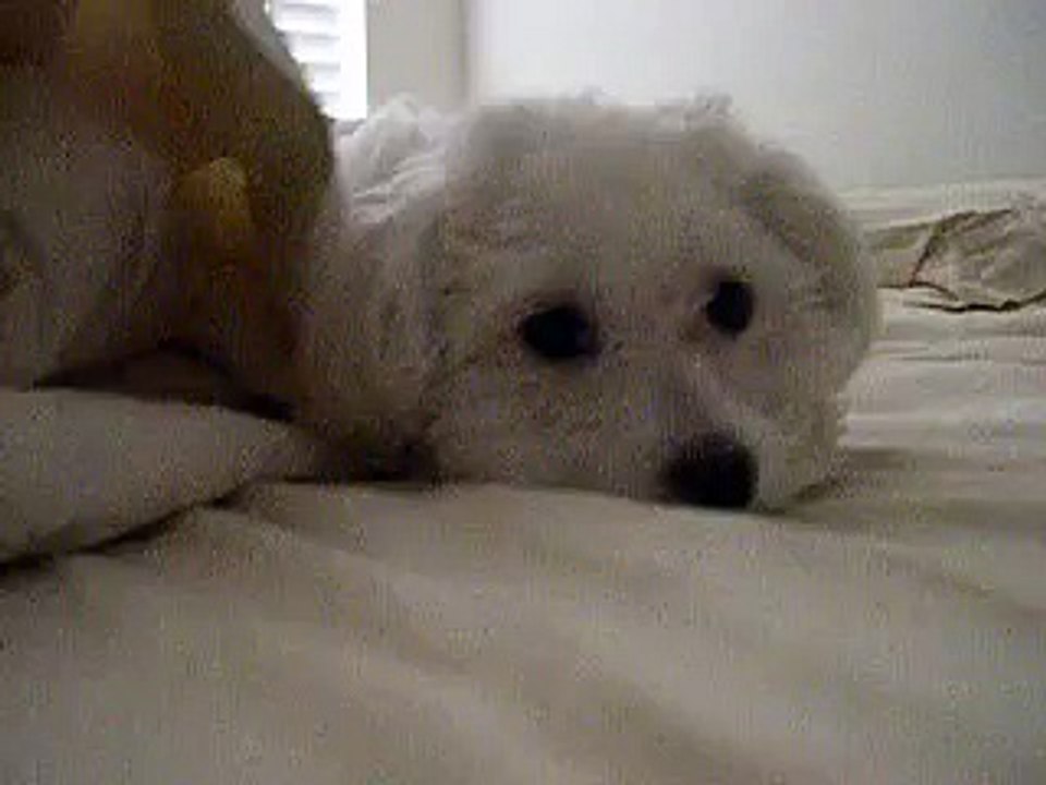 Bijou