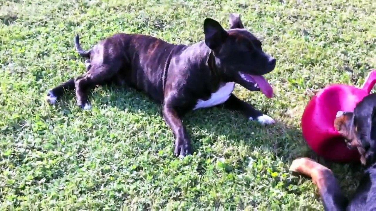 Rottweiler Vs American staff vs pitbull amstaff.mov