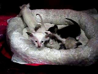 gatos siameses