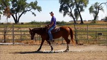 6yr  AQHA mare by Hydrive Cat, finished cutter/sorter, great ranch versatility/cowhorse