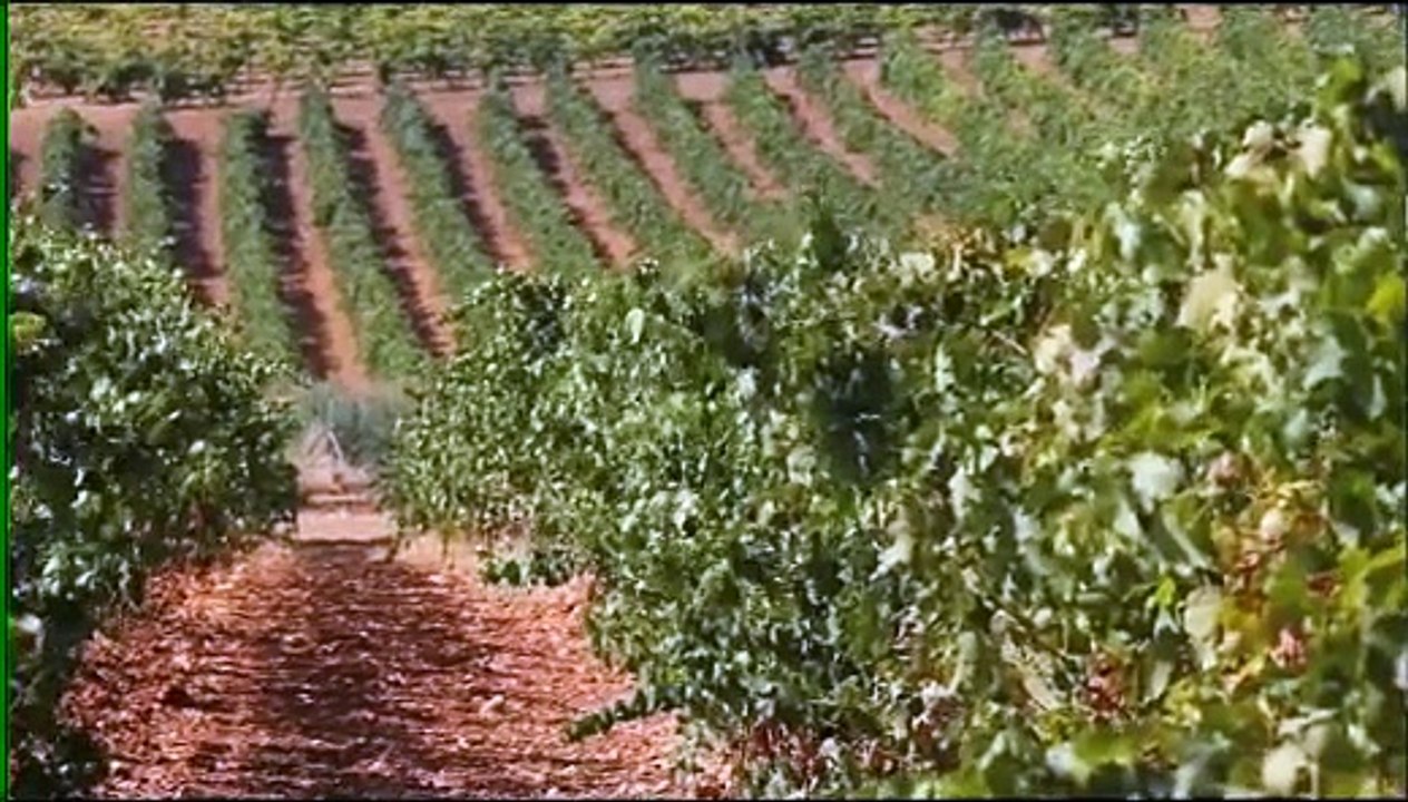 Il caso Mandrarossa - Cantine Settesoli