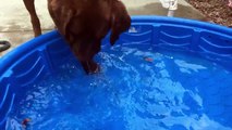 Goldfish kiddie pool dog fishing