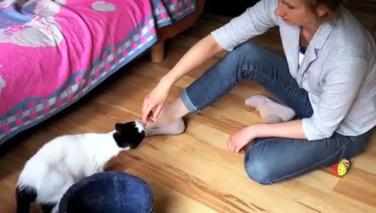 Katze auf der Couch - Vergesellschaftung von 2 + 2 Katzen