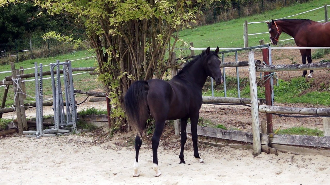 Dahman Al Orrouy, ici le 8 sept 2015, mâle pur sang arabe noir 2013