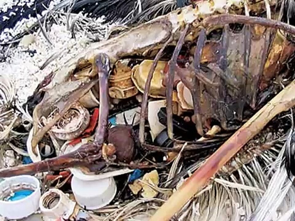 Team Marine students help ban plastic bags in Santa Monica