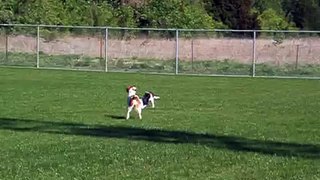 Beagles are Fast!!