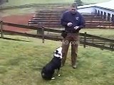 Steve White training scent work using Clicker Training