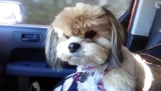 Funny Videos Dog Vines Best Compilation 2015