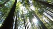Travel photography tutorial: Driving through the redwoods | lynda.com