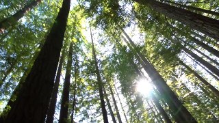 Travel photography tutorial: Driving through the redwoods | lynda.com