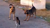 A cat attacked two dogs fastest kill