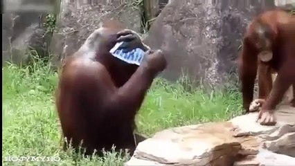 Funny Pranks Funny Videos Funny Fails Funny Clips Best Pranks 2015 Funny Cat funny animal