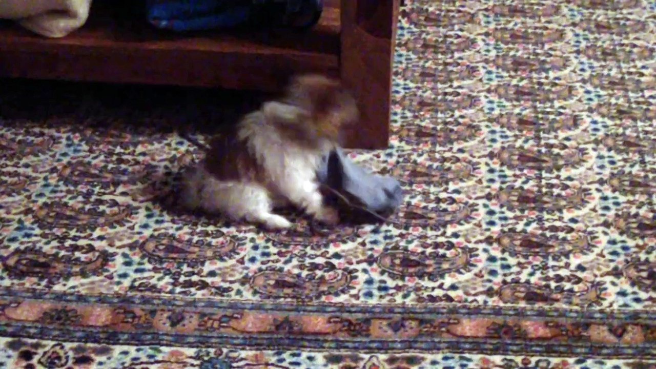 Candy et sa soquette