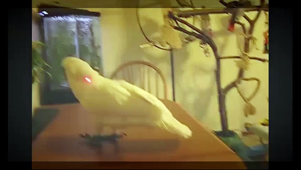 Animals Meet... Laser Pointers!!