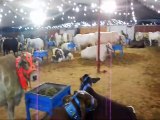 Vip Captain Dairy, Cattle & Livestock Farm 2015 Multan
