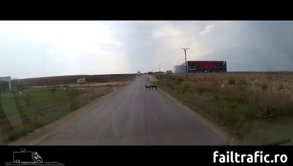 Un chien tire son petit par la queue et le sauve de la mort