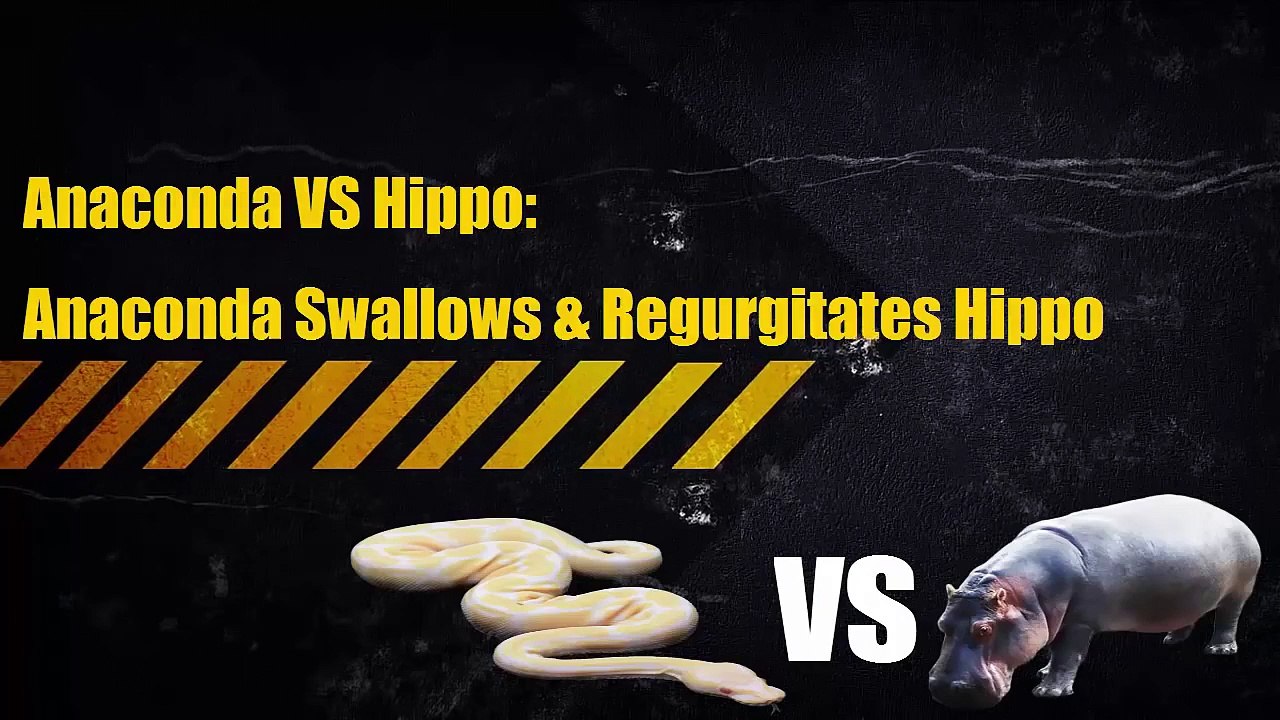 Anaconda Vs Hippo Anaconda Swallows Regurgitates Hippo Video Dailymotion